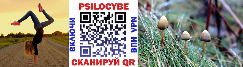 Псилоцибиновые грибы Psilocybe  где купить наркотик  ОМГ ОМГ ссылки  Пласт 